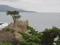 Lonely cypress at 17-Mile-Drive